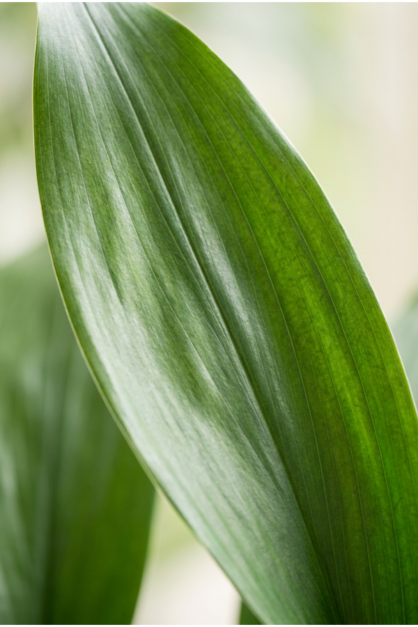 Aspidistra Elatior P13