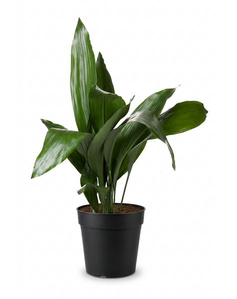 Aspidistra Elatior P21