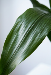 Aspidistra Elatior P21