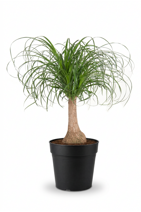 Beaucarnea stam P21 - 1ft