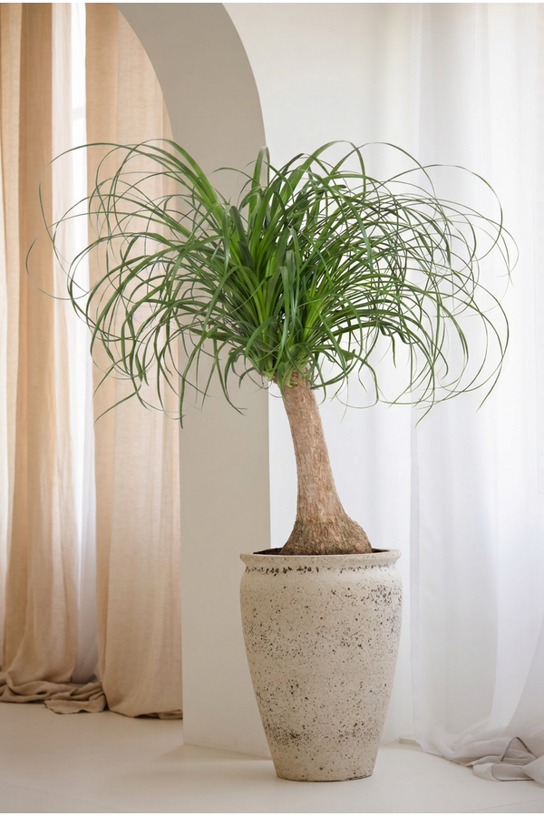 Beaucarnea stam P21 - 1ft