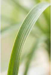 Beaucarnea stam P21 - 1ft