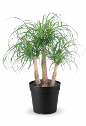 Beaucarnea vertakt P27 - 1,5ft