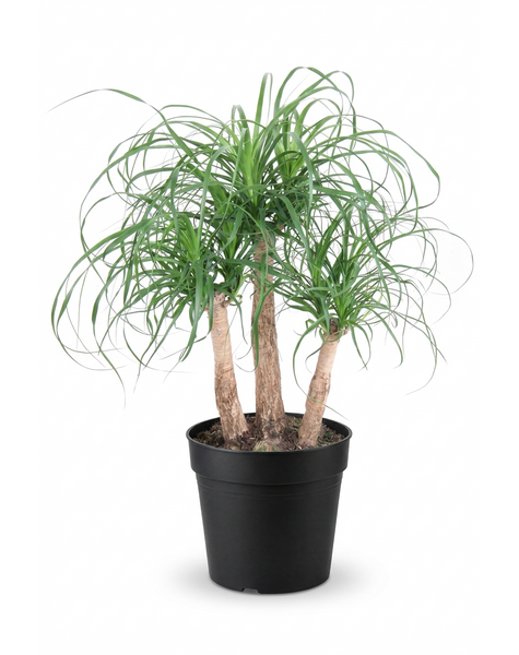 Beaucarnea vertakt P27 - 1,5ft
