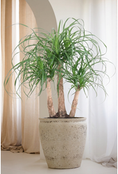 Beaucarnea vertakt P27 - 1,5ft