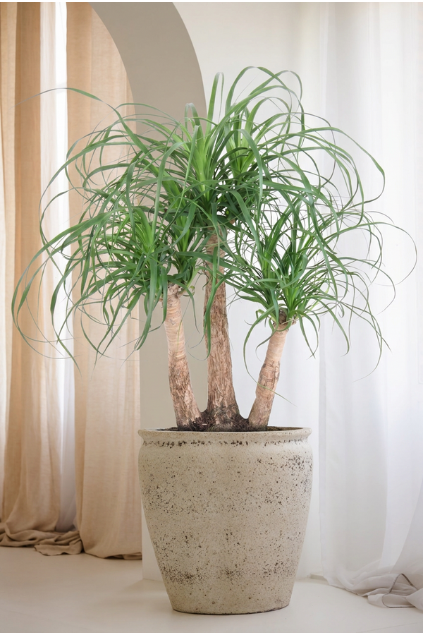 Beaucarnea vertakt P27 - 1,5ft