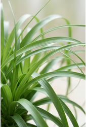 Beaucarnea vertakt P27 - 1,5ft