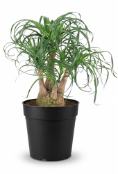 Beaucarnea vertakt P27 - 1ft