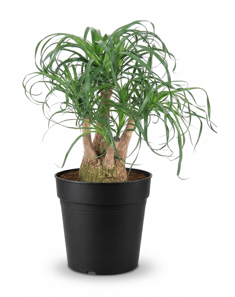 Beaucarnea vertakt P27 - 1ft