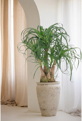 Beaucarnea vertakt P27 - 1ft