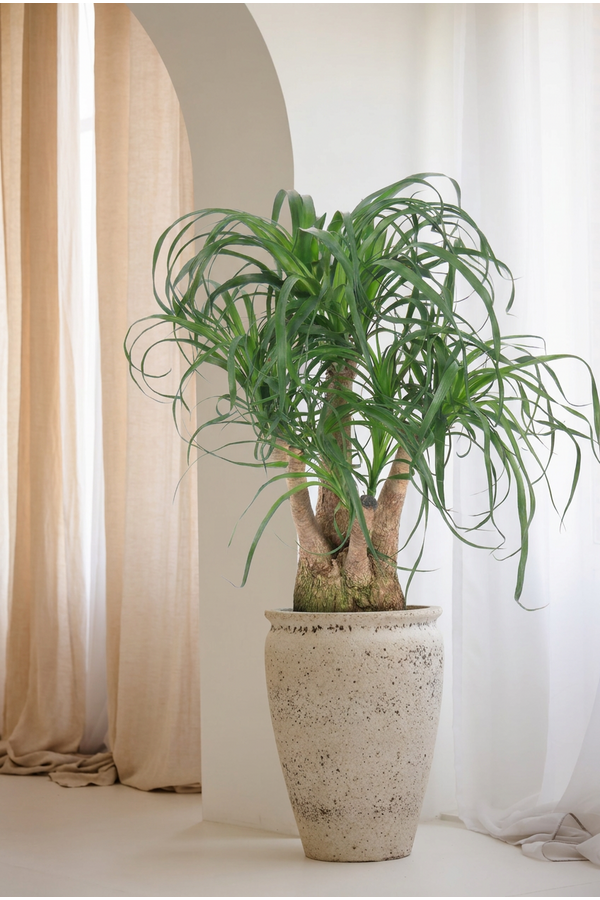 Beaucarnea vertakt P27 - 1ft