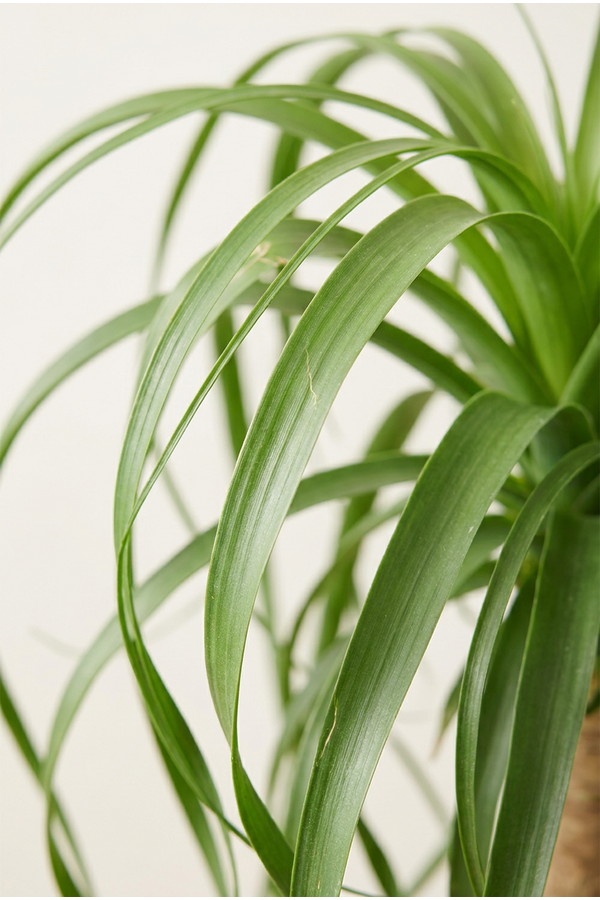 Beaucarnea vertakt P27 - 1ft