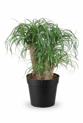 Beaucarnea vertakt P32 - 1,5ft