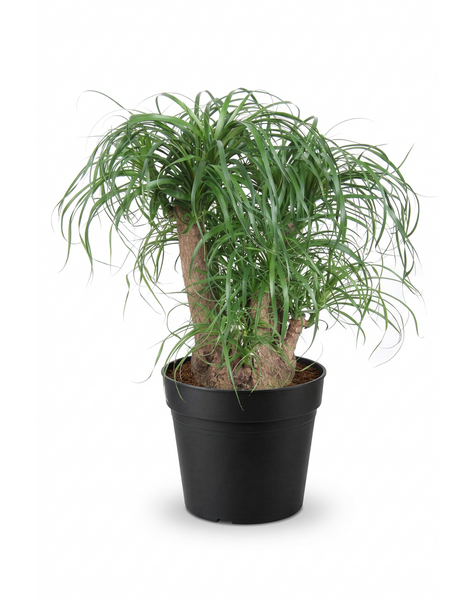 Beaucarnea verzweigt P32 - 1,5ft
