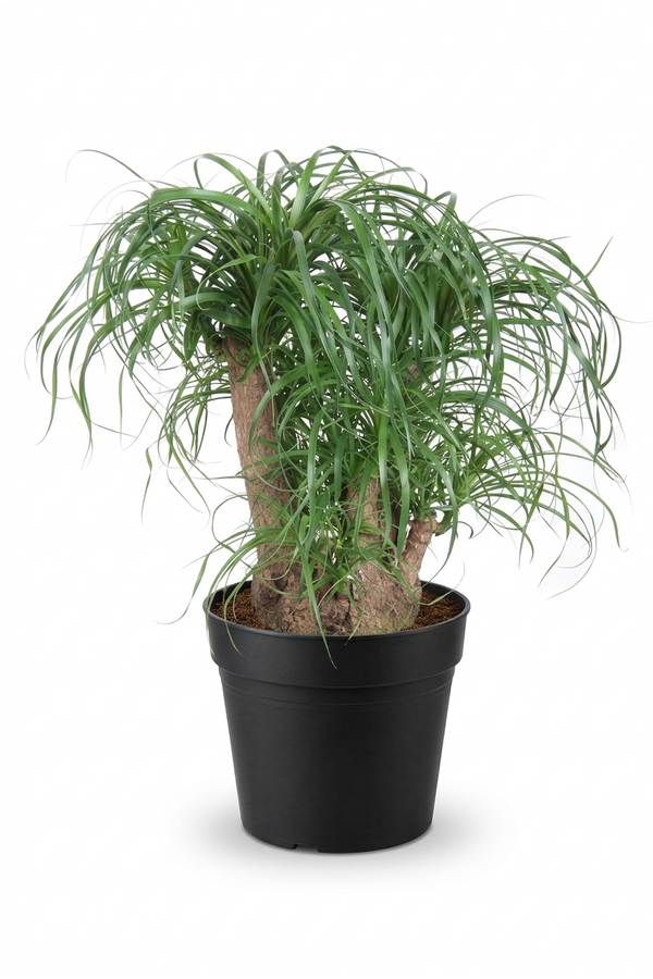 Beaucarnea vertakt P32 - 1,5ft