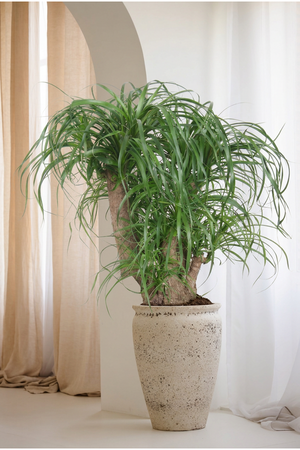 Beaucarnea vertakt P32 - 1,5ft