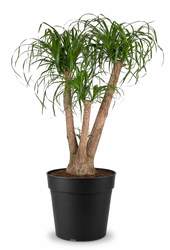 Beaucarnea verzweigt P41 - 3ft