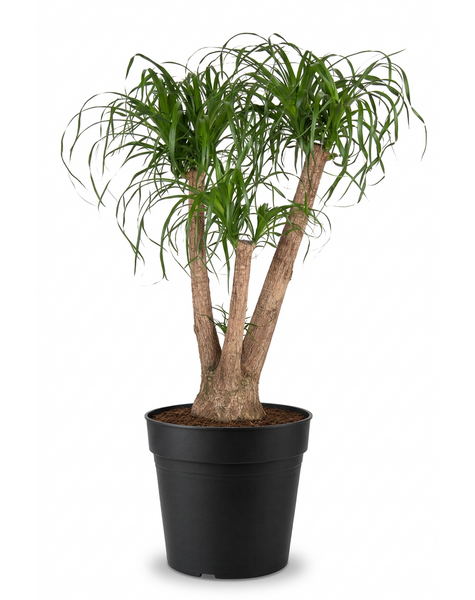 Beaucarnea verzweigt P41 - 3ft