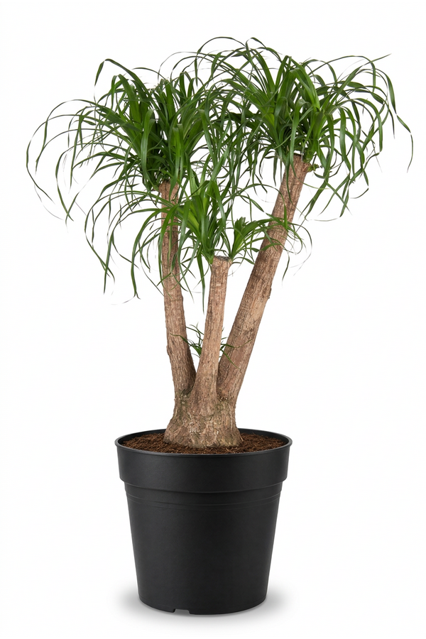 Beaucarnea verzweigt P41 - 3ft