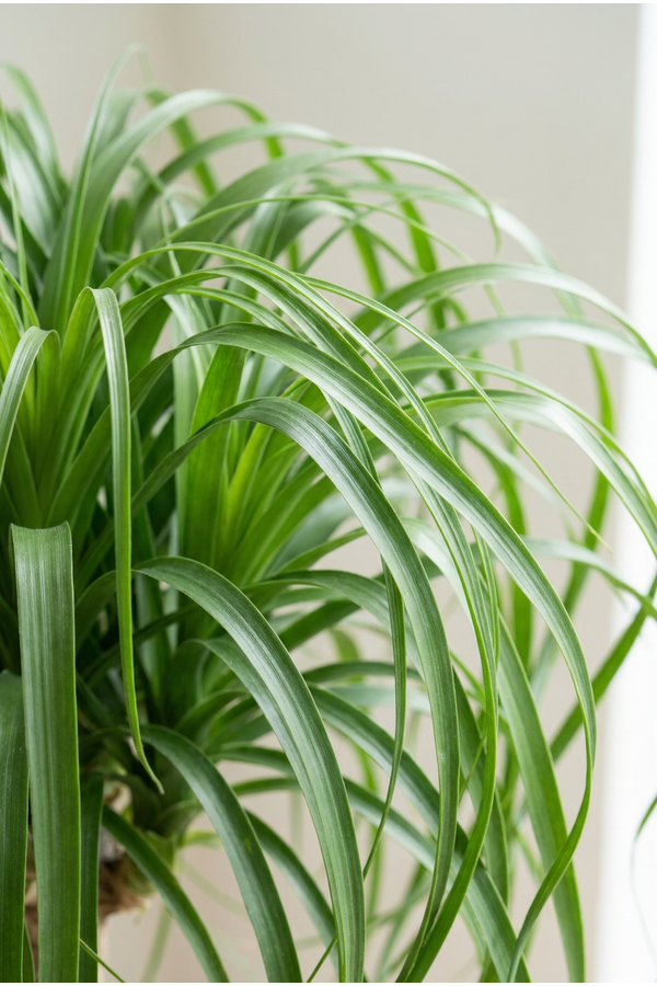 Beaucarnea vertakt P41 - 3ft