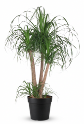 Beaucarnea vertakt P38 - 3ft