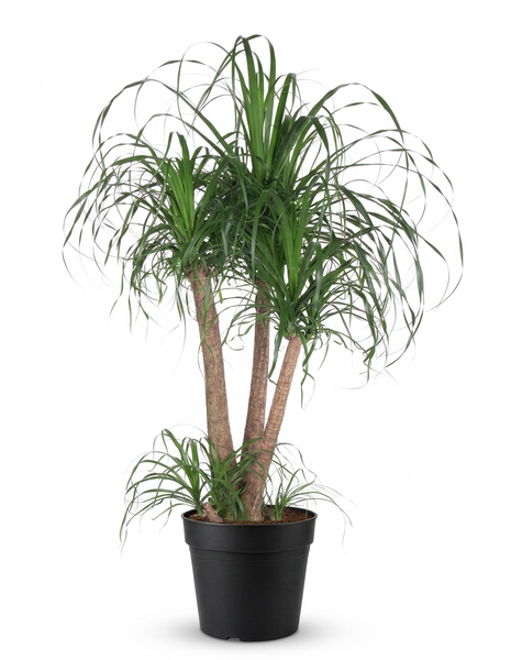 Beaucarnea vertakt P38 - 3ft