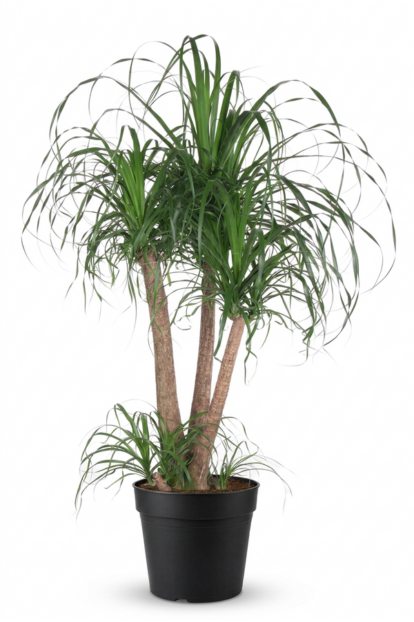 Beaucarnea vertakt P38 - 3ft
