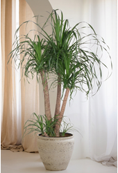 Beaucarnea vertakt P38 - 3ft