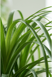 Beaucarnea vertakt P38 - 3ft