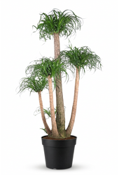 Beaucarnea vertakt P41 - 4ft