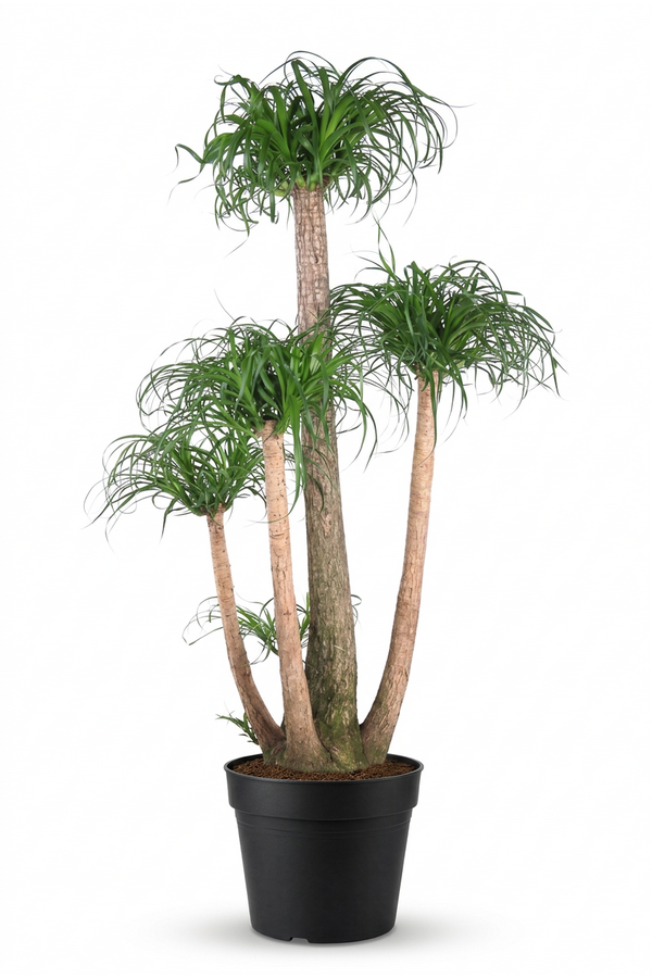 Beaucarnea vertakt P41 - 4ft