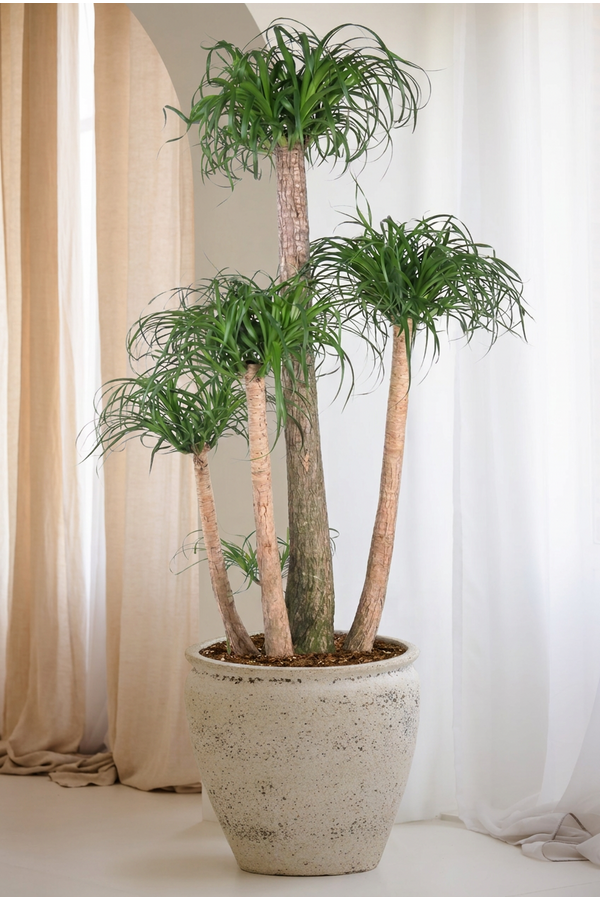 Beaucarnea vertakt P41 - 4ft