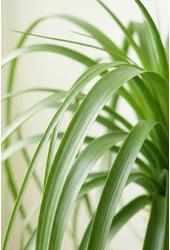 Beaucarnea vertakt P41 - 4ft