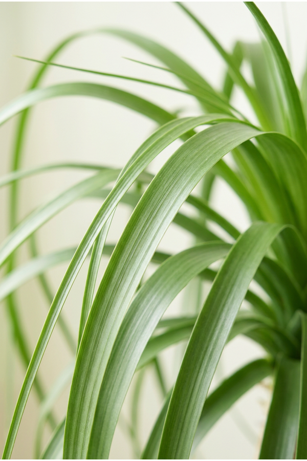 Beaucarnea vertakt P41 - 4ft