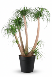 Beaucarnea vertakt P44 - 4ft
