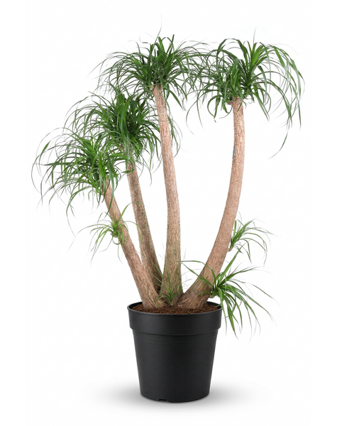 Beaucarnea vertakt P44 - 4ft