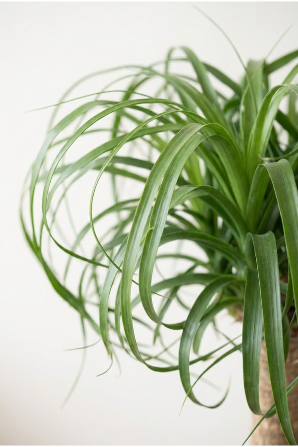 Beaucarnea vertakt P44 - 4ft