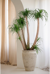 Beaucarnea vertakt P44 - 4ft