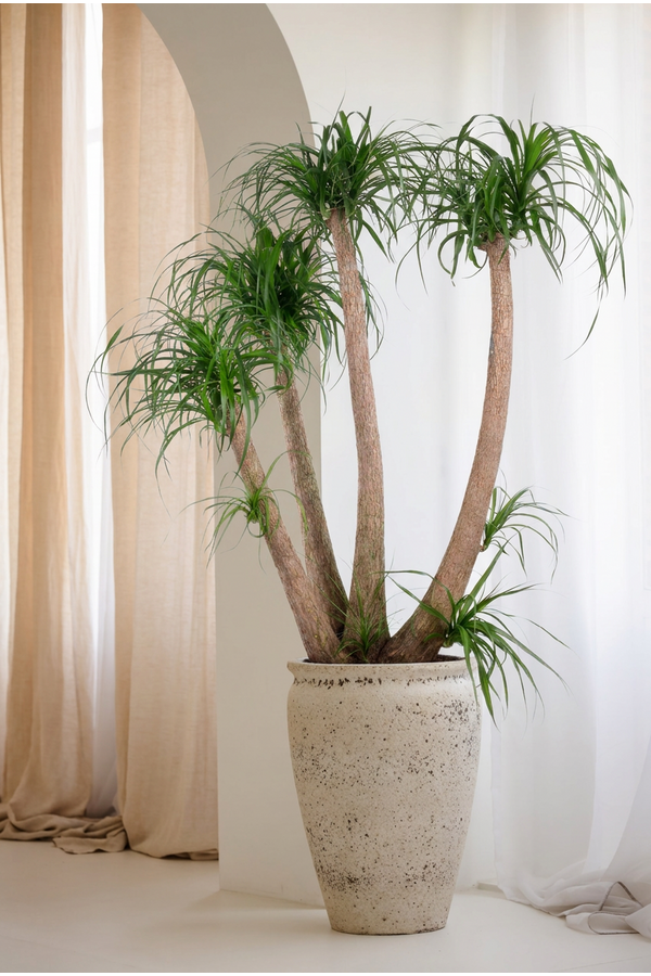 Beaucarnea vertakt P44 - 4ft
