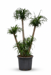 Beaucarnea vertakt P70 - 5ft