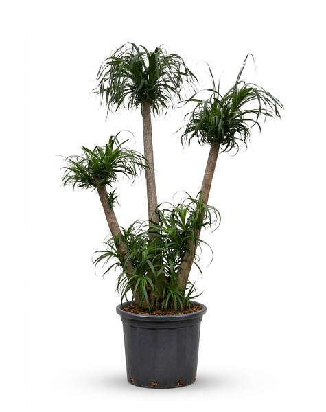 Beaucarnea vertakt P70 - 5ft