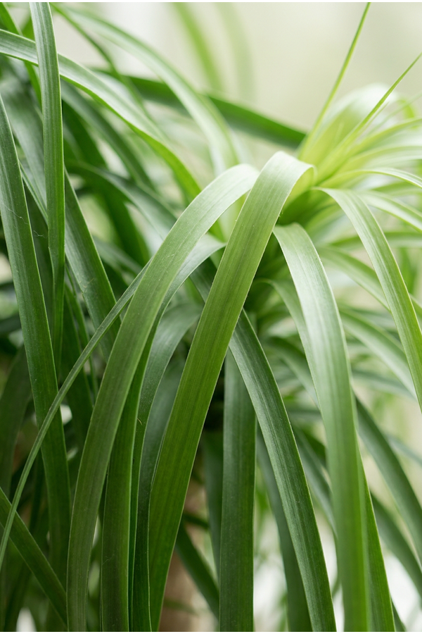 Beaucarnea vertakt P70 - 5ft