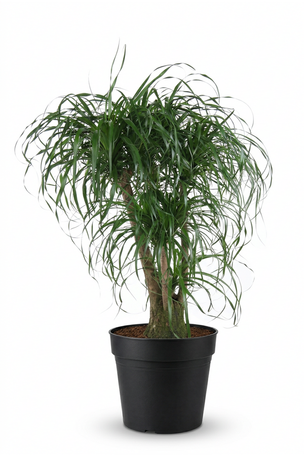 Beaucarnea vertakt P55 - 3ft