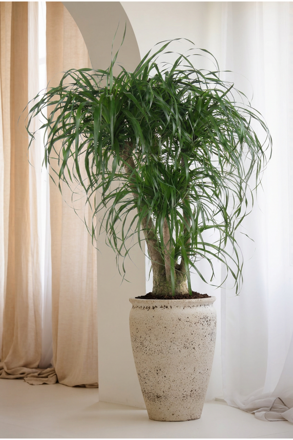 Beaucarnea vertakt P55 - 3ft
