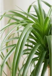 Beaucarnea vertakt P55 - 3ft