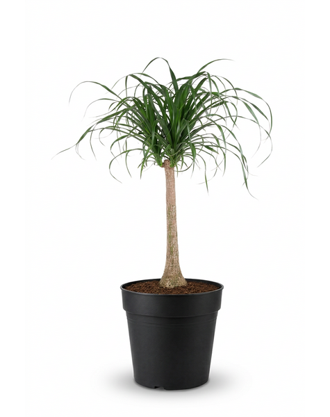 Beaucarnea vertakt P55 - 4ft