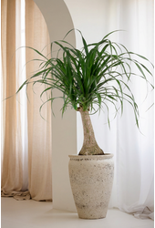 Beaucarnea vertakt P55 - 4ft