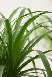 Beaucarnea verzweigt P55 - 4ft