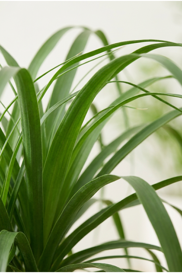 Beaucarnea verzweigt P55 - 4ft