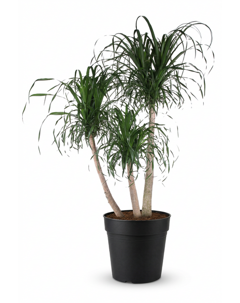Beaucarnea vertakt P55 - 5ft
